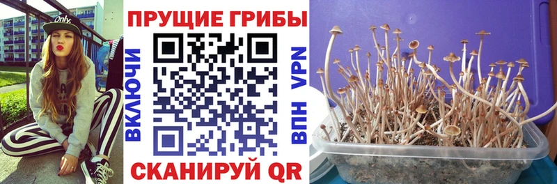 Галлюциногенные грибы прущие грибы наркота Березники